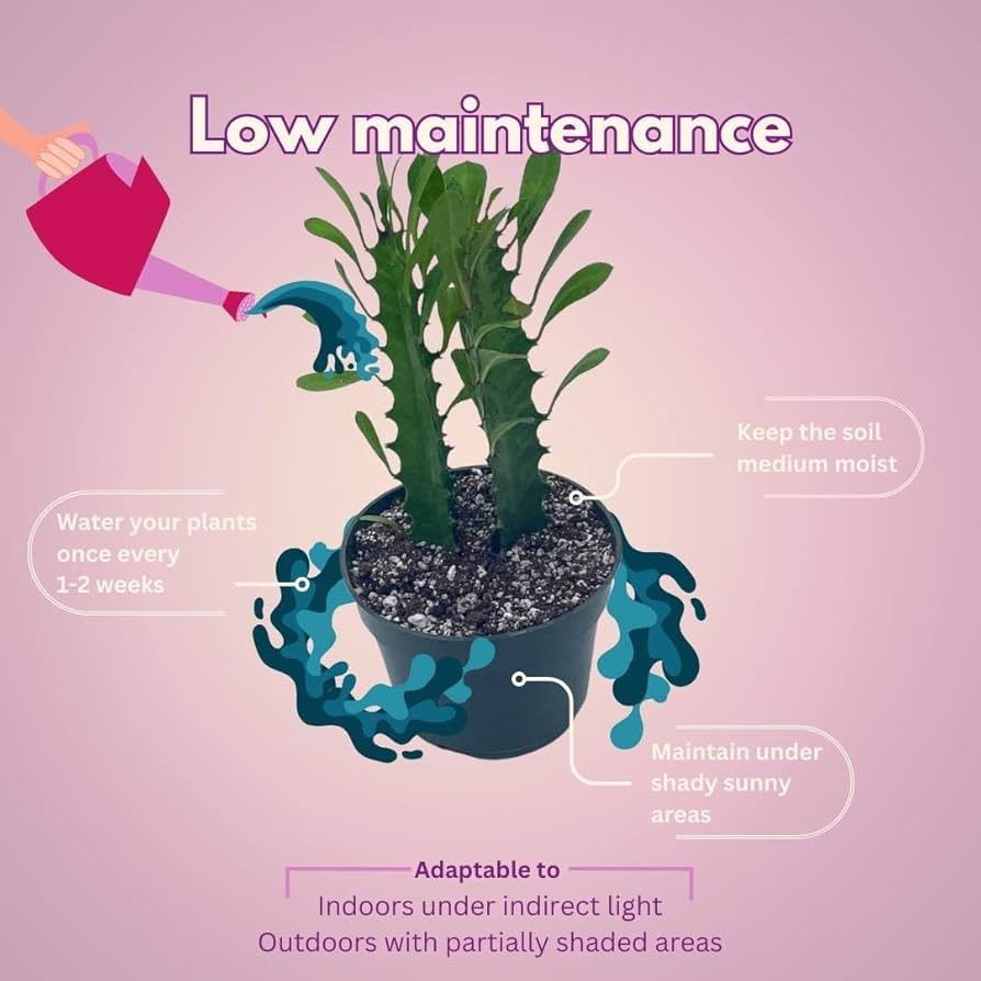 Milk‐tree♡ Amazon.com : BubbleBlooms Original African Milk Tree, 4 inch